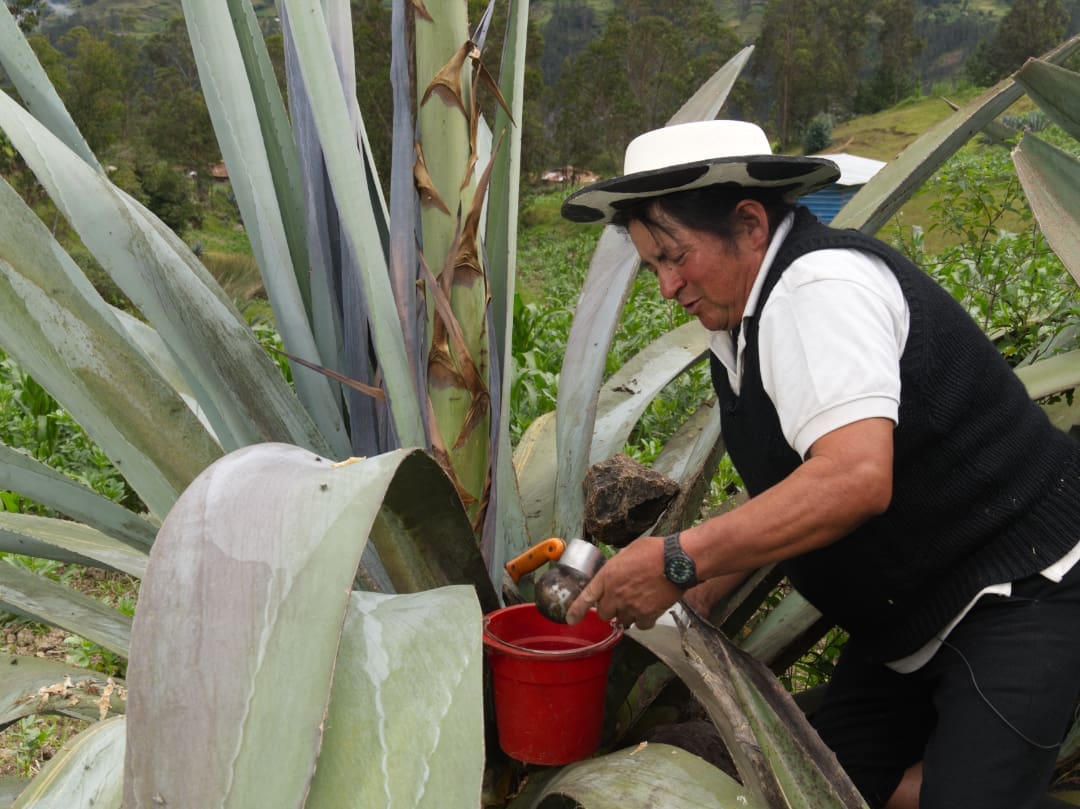 Recolectando el Alma del Agave Un Saraguro con traje tradicional recolectando savia de una planta de agave gigante. Lleva un sombrero típico y ropa característica de su cultura mientras utiliza herramientas tradicionales para extraer el líquido. El entorno natural resalta la conexión con la tierra y las prácticas ancestrales de su comunidad.