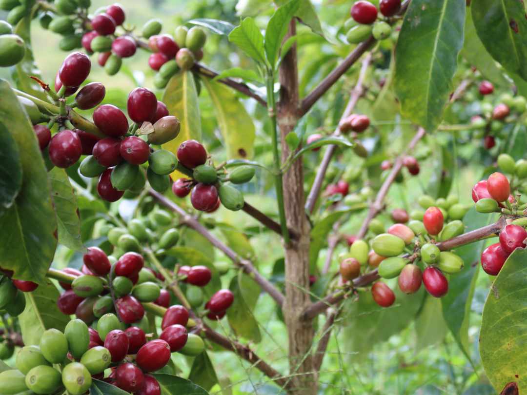 Cafe de Altura A coffee tree covered with ripe red beans ready for harvest.