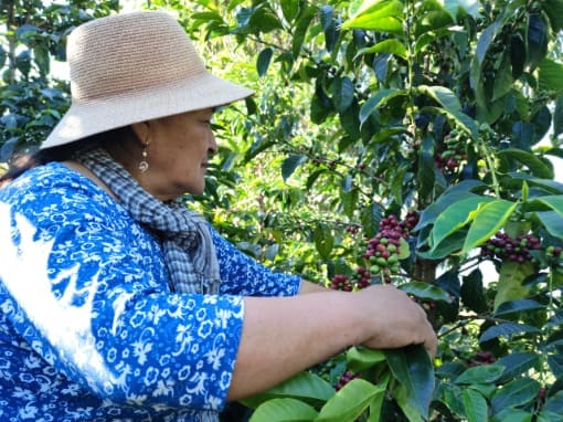 Cosechando Café Mujer cosechando granos de café en una finca de Saraguro, Ecuador.