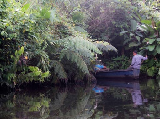 Laguna Paikawe Canoa navegando hacia la selva, con un experto remero visible en un extremo mientras desaparece entre la vegetación.