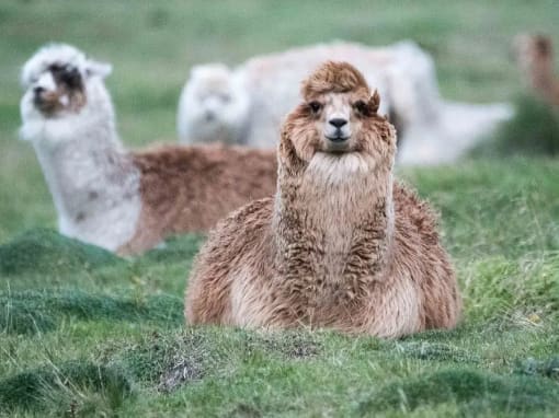 Alpaca de Chimborazo Alpaca marrón descansando en un campo de hierba, mirando directamente a la cámara, con otras alpacas al fondo.