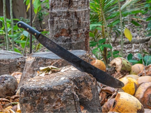 Saraguro Agriculture A machete resting on the tip of a tree stump, surrounded by empty shells scattered around it.