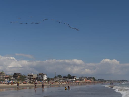 La Playa de Montañita Día soleado en la playa con personas nadando, paseando y tomando el sol, mientras una bandada de pelícanos vuela bajo un cielo azul en Montañita, Ecuador