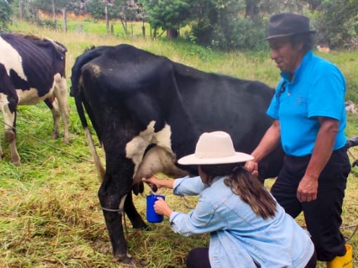 Una visitante ordeña una vaca mientras un agricultor le da consejos y la observa.