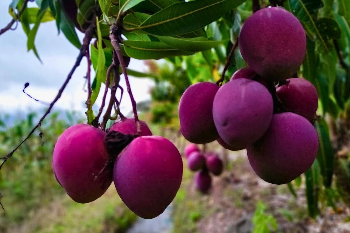 "En la zona cálida de Saraguro disfrutarán de frutas tropicales, una experiencia agroturística"